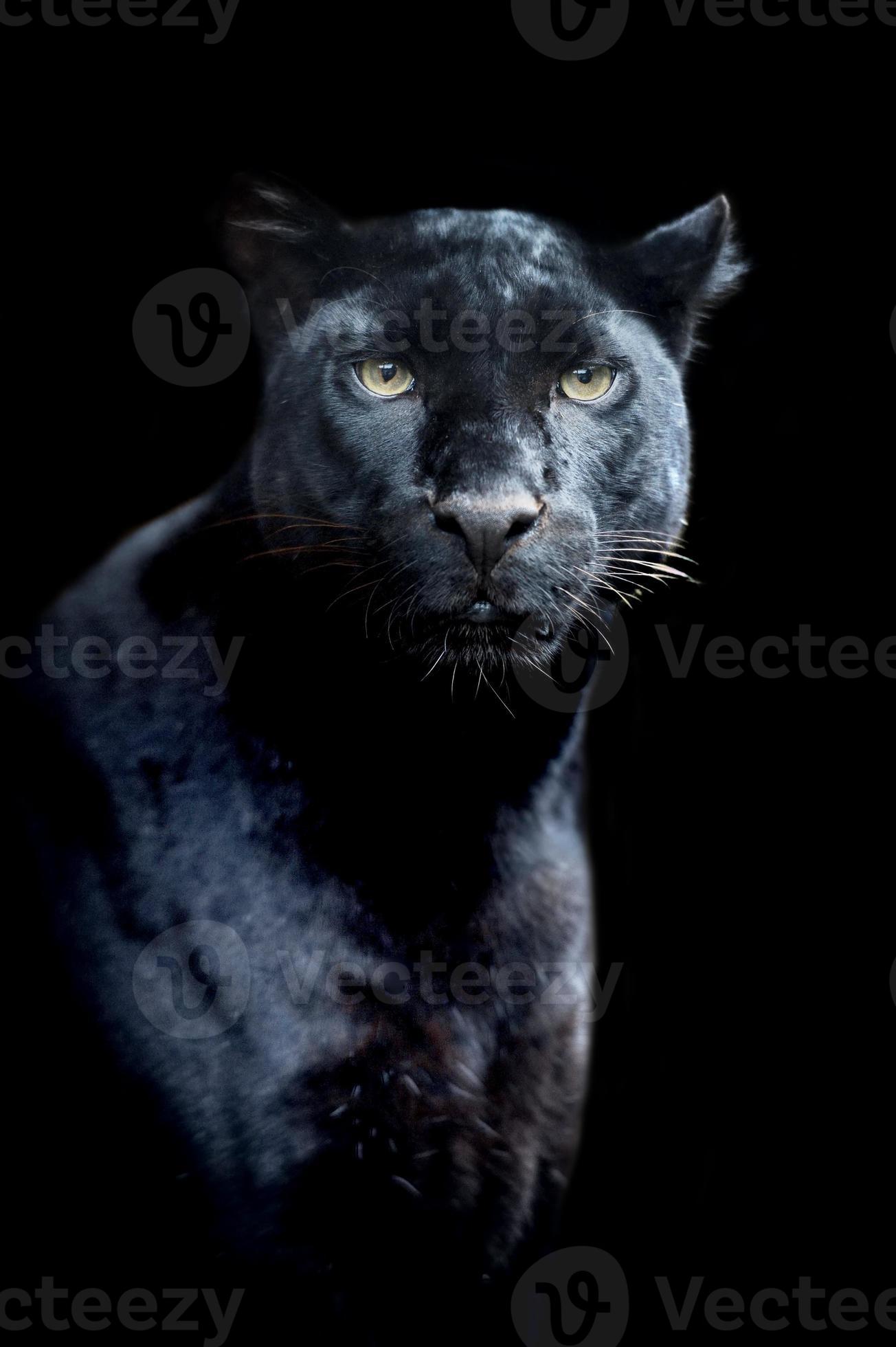 svart leopard foto