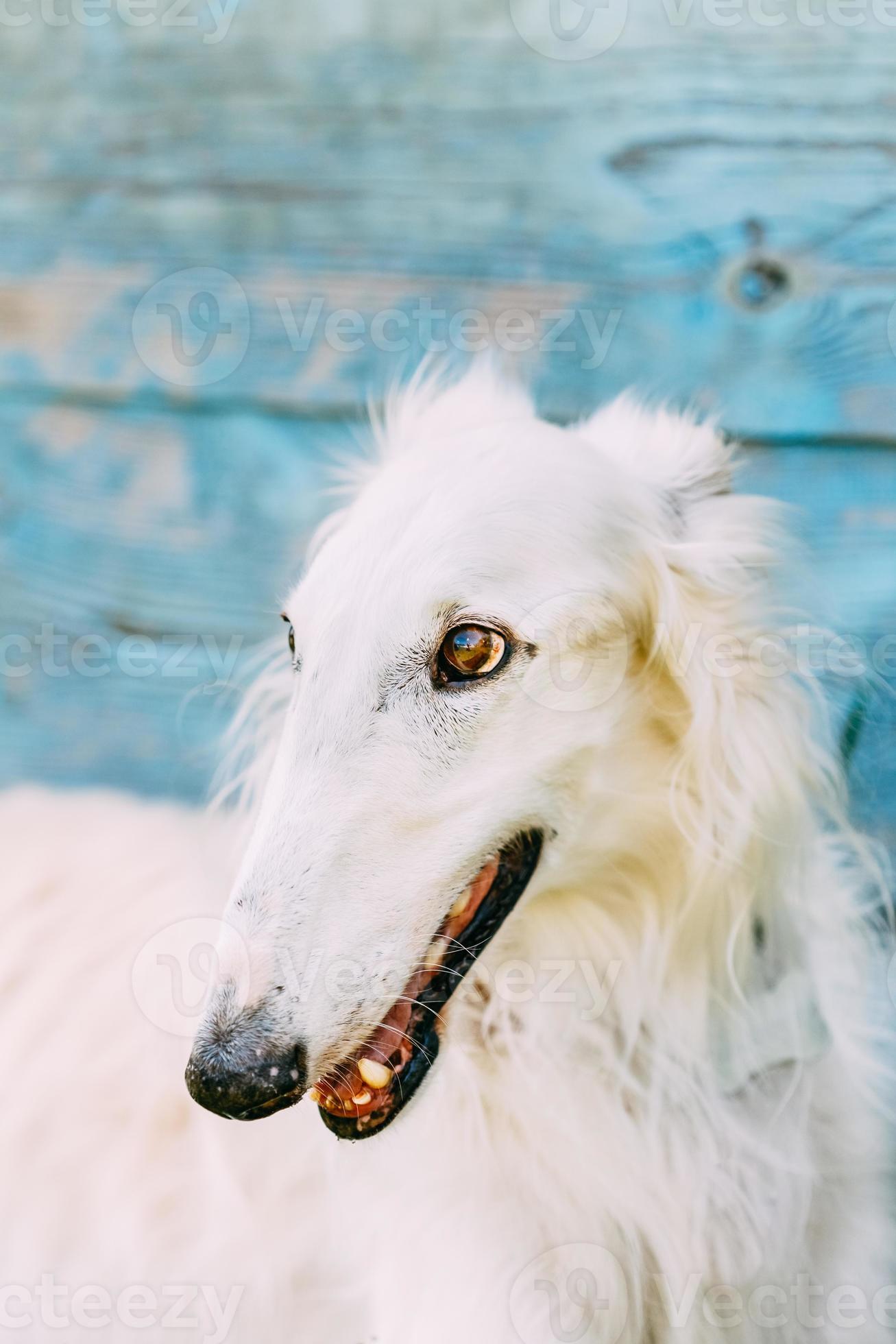 899952-hund-ryska-borzoi-varghund-fotona.jpg