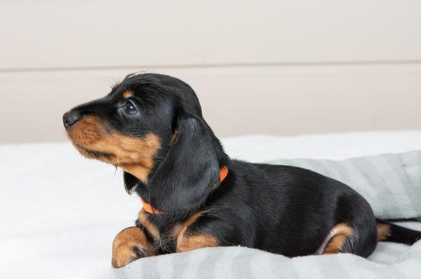 små strävhårig tax valp är liggande på de säng. porträtt av hund. 17449219 Arkivfoto på
