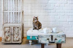 bord, stolar, hyllor på bakgrunden av en vit tegelvägg i vintage loftinteriör med katt foto