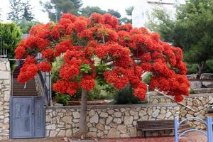 sommarblommor i en stadspark i norra israel. foto