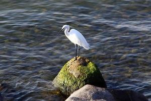 fågel som sitter på Medelhavets stränder foto