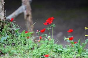 rödsippor blommar i en skogsglänta. foto