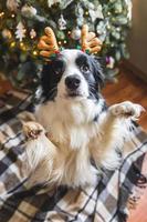 roliga porträtt av söt valp hund border collie bär jul kostym rådjur horn hatt nära julgran hemma inomhus bakgrund. förberedelser inför semestern. glad god jul koncept. foto