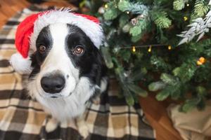 roliga porträtt av söt valp hund border collie bär juldräkt röd jultomte hatt nära julgran hemma inomhus bakgrund. förberedelser inför semestern. glad god jul koncept. foto