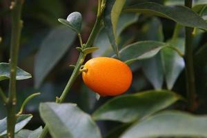 frukter av citrusträd i stadsparken. foto