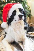 roliga porträtt av söt valp hund border collie bär juldräkt röd jultomte hatt nära julgran hemma inomhus bakgrund. förberedelser inför semestern. glad god jul koncept. foto