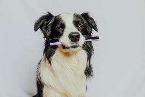 söt smart rolig hundvalp border collie håller tandborste i munnen isolerad på vit bakgrund. munhygien hos husdjur. veterinärmedicin, hund tänder hälso-och sjukvård banner. foto