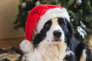 roliga porträtt av söt valp hund border collie bär juldräkt röd jultomte hatt nära julgran hemma inomhus bakgrund. förberedelser inför semestern. glad god jul koncept. foto