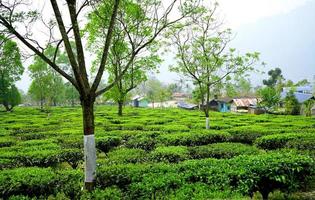 speciell bergstegård i norra bengalen för enorm teproduktion foto