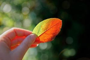 närbild naturliga höst hösten visa kvinna händer som håller röda orange löv på mörk park bakgrund. inspirerande natur oktober eller september tapeter. årstidsbyte koncept. foto