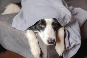 rolig hundvalp border collie liggande på soffan under pläd inomhus. liten husdjurshund hemma håller sig varm gömmer sig under filten i kall höst höst vinterväder. sällskapsdjur djurliv hygge humör koncept. foto