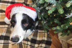 roliga porträtt av söt valp hund border collie bär juldräkt röd jultomte hatt nära julgran hemma inomhus bakgrund. förberedelser inför semestern. glad god jul koncept. foto