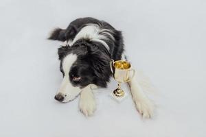 söt valp hund border collie liggande med guld mästare trofé kopp isolerad på vit bakgrund. vinnare champion rolig hund. seger första tävlingsplatsen. vinnande eller framgångskoncept. foto