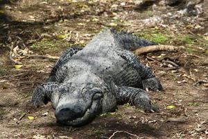 en enorm krokodil ligger på gräset vid flodens strand. foto