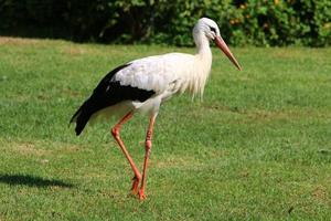 storken går på en grön glänta. foto