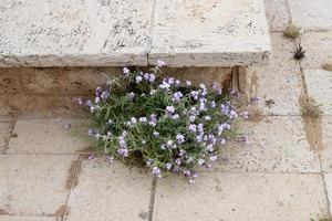 gröna växter och blommor växer på stenar foto