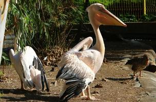 den vita pelikanen bor i ett zoo i Israel. foto