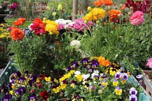 gröna växter och blommor växer i en blomkruka foto