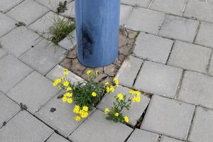 gröna växter och blommor växer på stenar foto