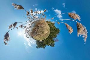 liten planetomvandling med krökning av rymden. sfärisk antenn 360 panoramautsikt på stranden av sjön med snår av vass i solig sommar foto