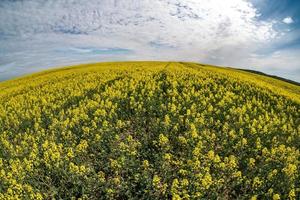 fält av vackra vårens gyllene blomma av raps med blå himmel, rapsraps i latin brassica napus med landsväg och vackra moln, raps är växt för grön industri. vid vinkel foto