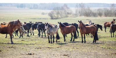 stor flock hästar på fältet. vitryska draghästrasen. symbol för frihet och oberoende foto