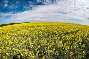 fält av vackra vårens gyllene blomma av raps med blå himmel, rapsraps i latin brassica napus med landsväg och vackra moln, raps är växt för grön industri. vid vinkel foto