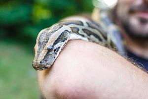 huvudet av retikulerad python i händerna på människan foto