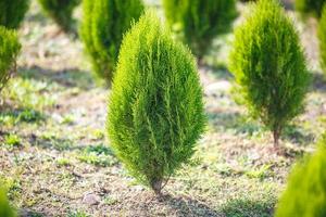 rader av unga barrträd i växthus med många växter på plantage foto