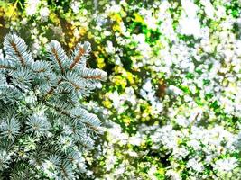 vinterlandskap. snötäckta träd. jul bakgrund foto