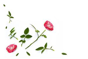 ljusa färgglada blommor ros. blommig bakgrund foto