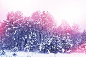 skog i frosten. vinterlandskap. snötäckta träd. foto