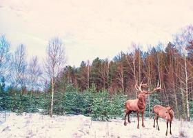 snötäckta träd. rådjur foto