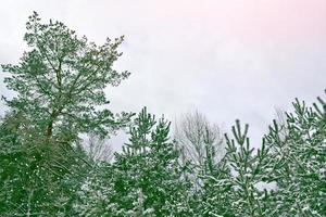 frusen vinterskog med snötäckta träd. foto