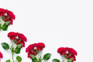 blomknoppar rosor på en vit bakgrund foto