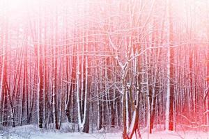 skog i frosten. vinterlandskap. snötäckta träd. foto