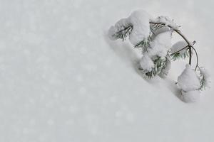 frusen vinterskog med snötäckta träd. foto