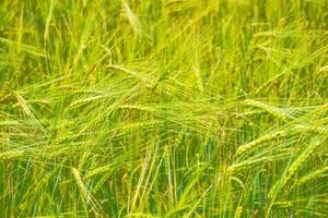 spikelets av vete på en bakgrund sommar landskap foto