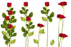 fem röda rosor på en vit bakgrund. blommig bakgrund foto