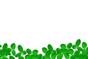 gröna klöver blad isolerad på vit bakgrund. St Patricks Day foto