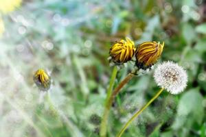 sommarlandskap med blommor maskrosor foto