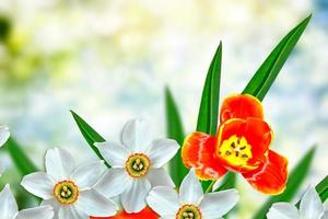 ljusa och färgglada vårblommor påskliljor och tulpaner foto