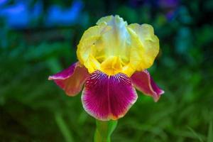 ljusa färgglada irisblommor foto