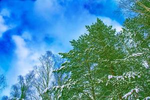 frusen vinterskog med snötäckta träd. foto