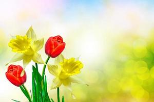 ljusa och färgglada vårblommor påskliljor och tulpaner foto