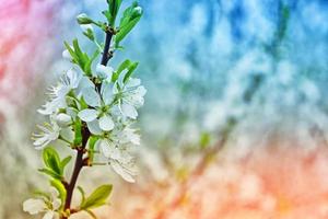 ljusa färgglada vårblommor foto