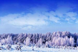 skog i frosten. vinterlandskap. snötäckta träd. foto