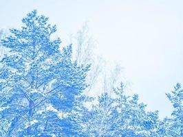 frusen vinterskog med snötäckta träd. foto