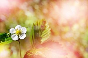 skogsjordgubbar. blomma foto